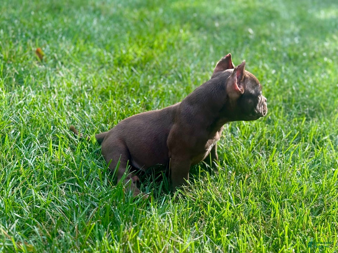American Bully dogs for sale: Havoc - Image 6