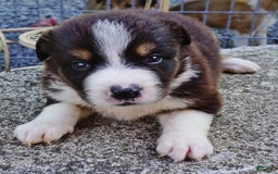 Border Collie dogs for sale: Adam - Image 1