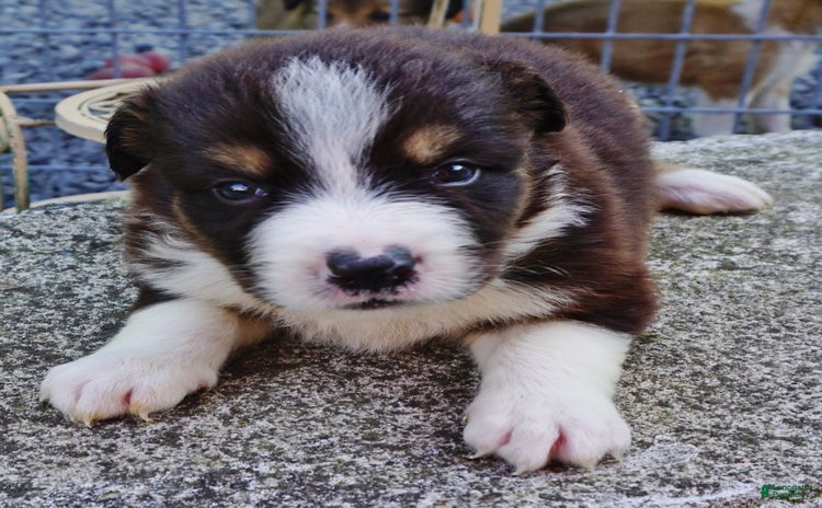 Border Collie dogs for sale - Ad 3