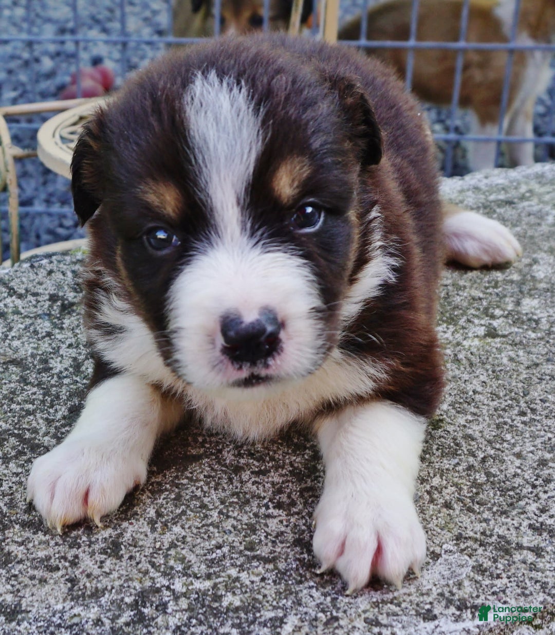 Border Collie dogs for sale: Adam - Image 1