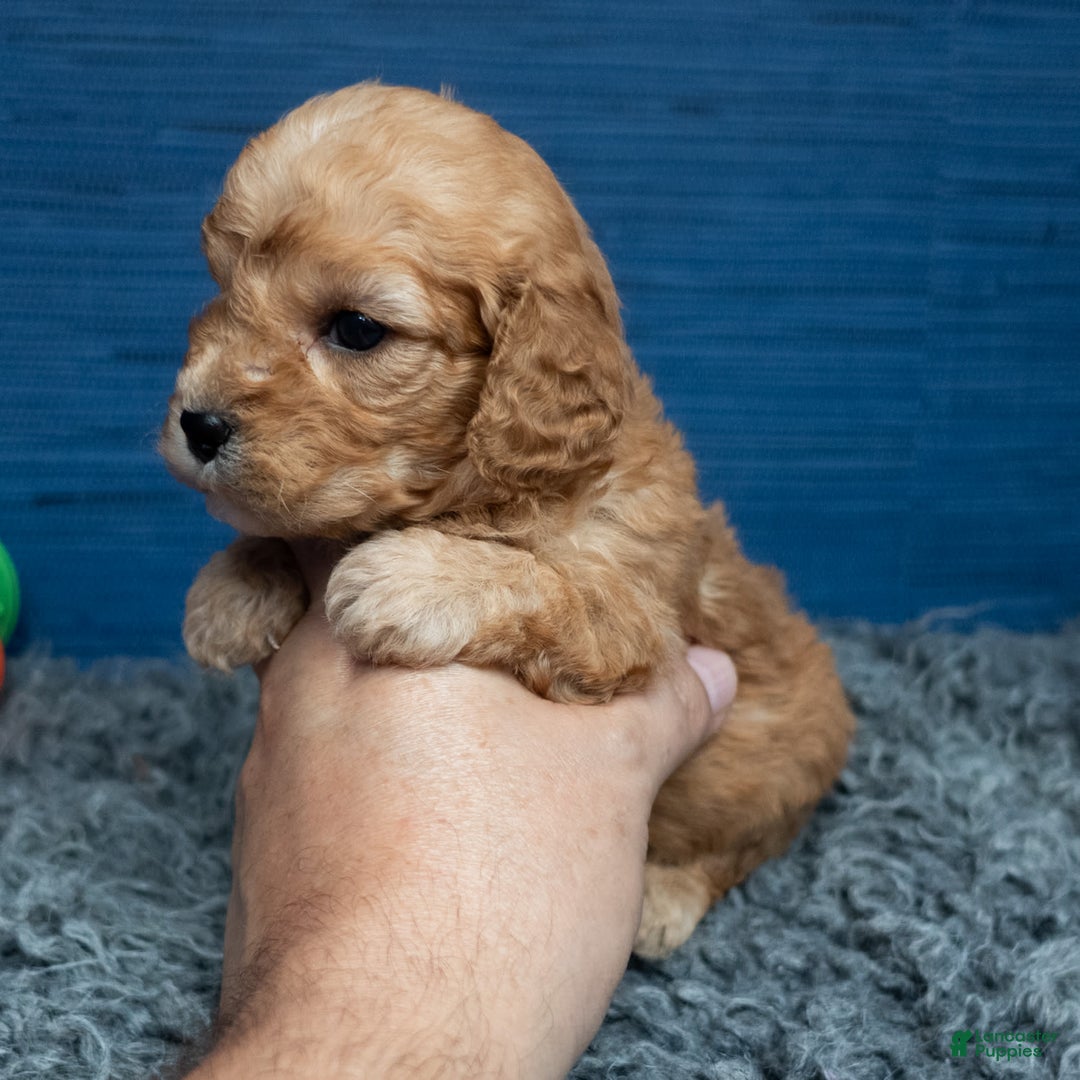 Cavapoo dogs for sale: Luke - Image 1