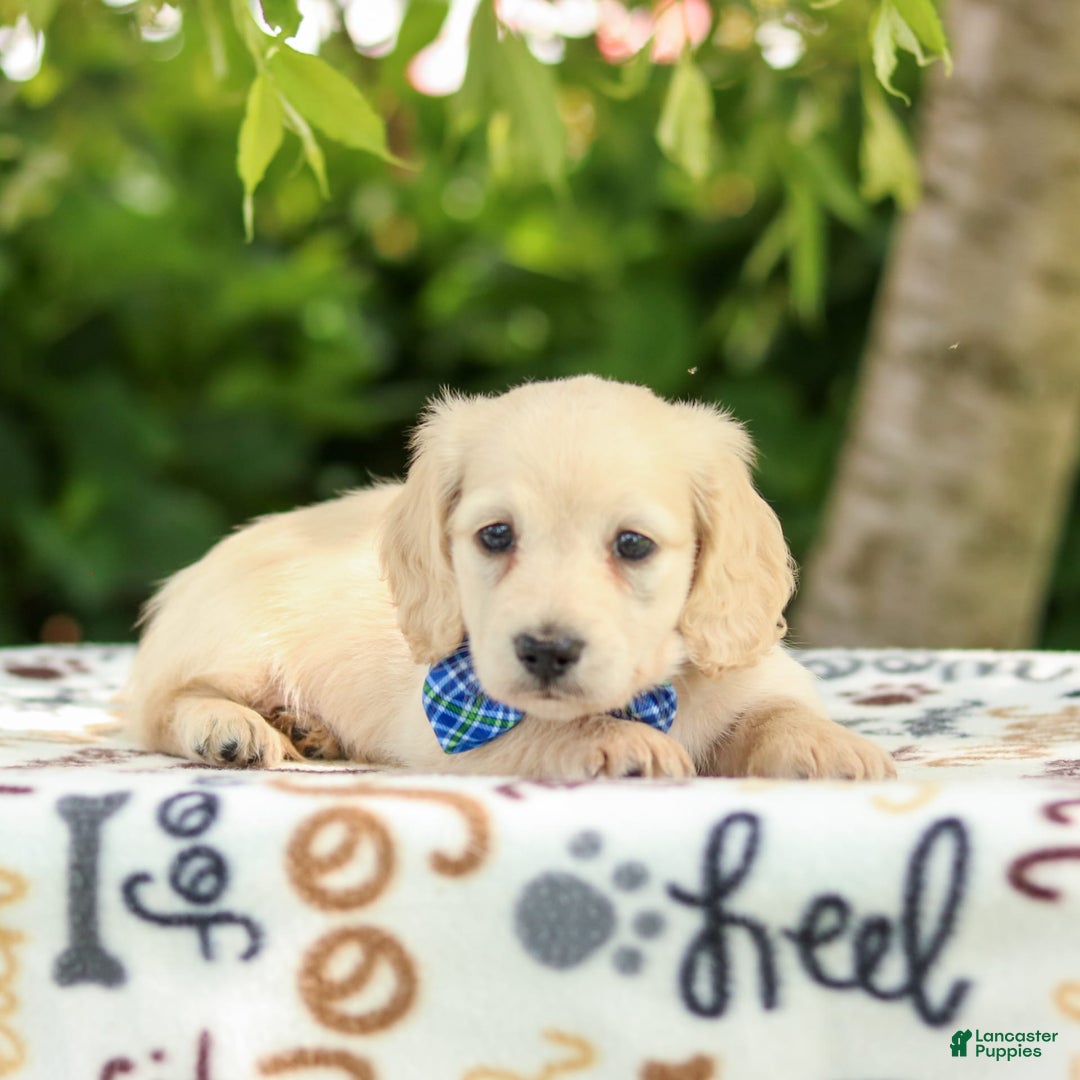 Miniature Dachshund dogs for sale: Theo - Image 6