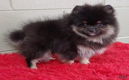 Pomeranian dogs for sale: Danny - Image 5