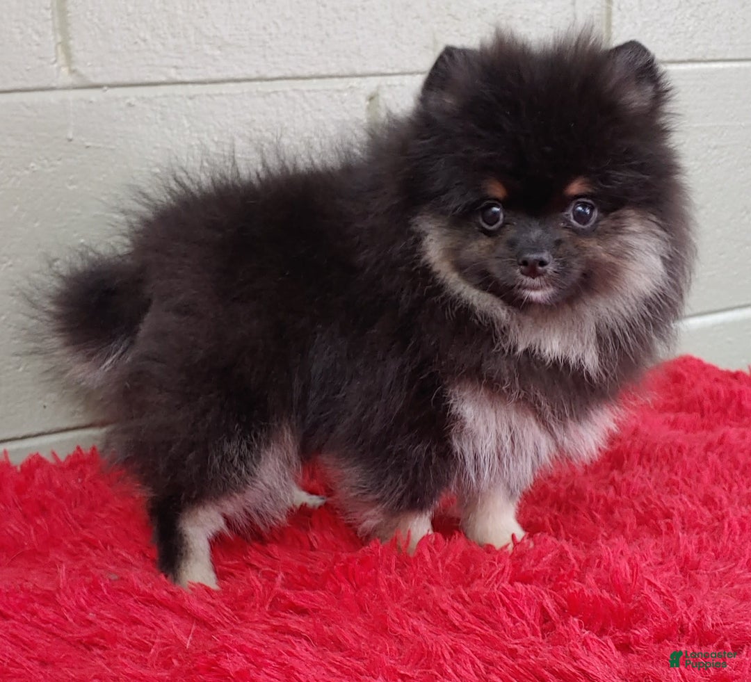 Pomeranian dogs for sale: Danny - Image 5