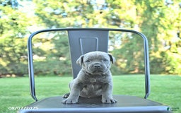 Cane Corso dogs for sale: Sapphire - Image 2