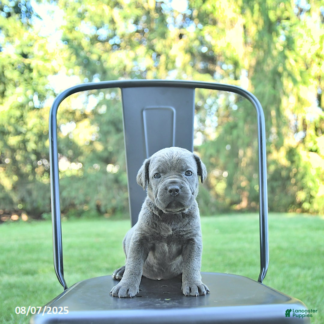 Cane Corso dogs for sale: Sapphire - Image 2