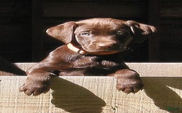 Labrador Retriever dogs for sale: Mocha - Image 2