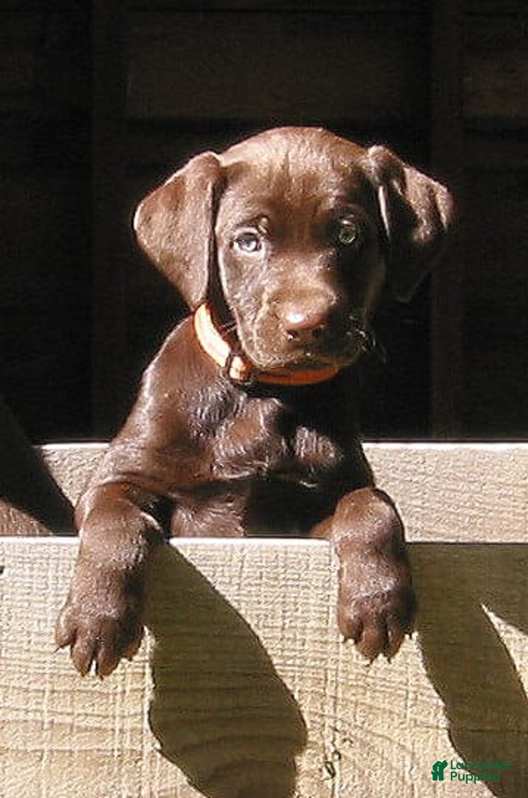 Labrador Retriever dogs for sale: Mocha - Image 2