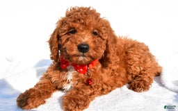 Miniature Poodle dogs for sale: Miniature Poodle 5 puppies - Image 14