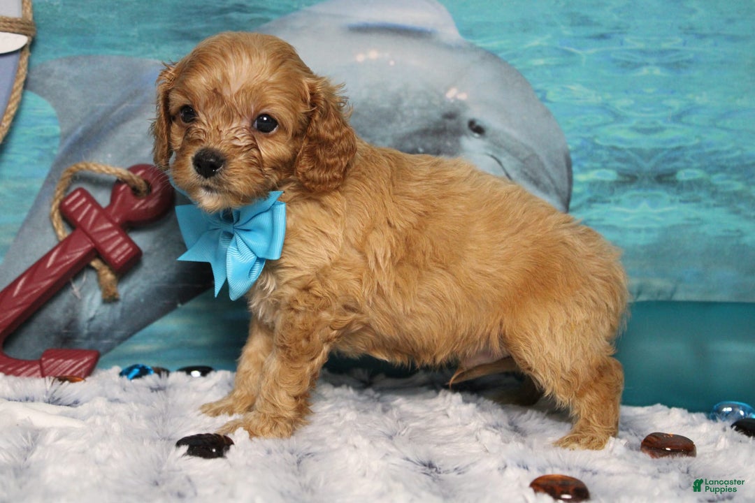 Cavapoo dogs for sale: Phoenix - Image 55