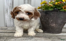 Cavapoo dogs for sale: Patches - Image 4