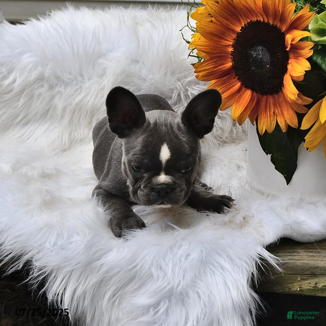 French Bulldog dogs for sale: Marjorie - Image 3