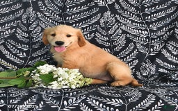 Golden Retriever dogs for sale: Darla - Image 3