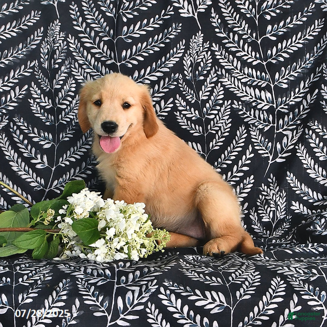 Golden Retriever dogs for sale: Darla - Image 3