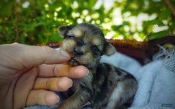 Morkie dogs for sale: Rare Merle Butterfly - Image 14