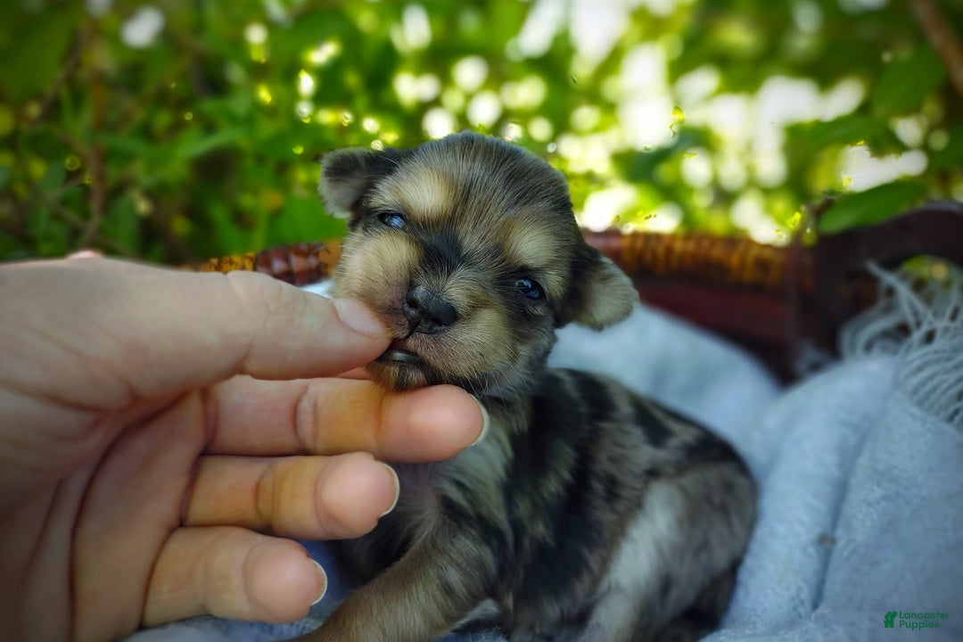 Morkie dogs for sale: Rare Merle Butterfly - Image 14