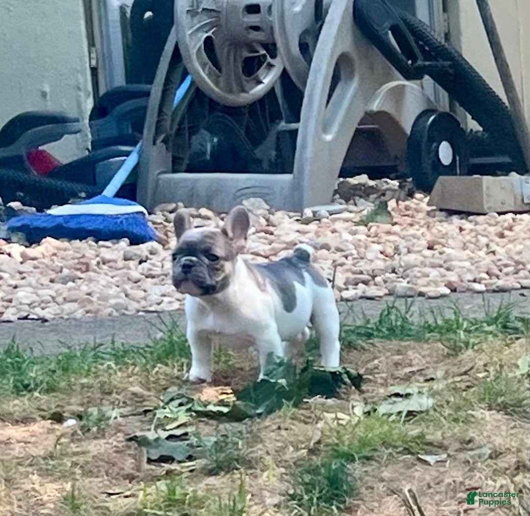 French Bulldog dogs for sale: Milton - Image 2