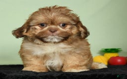 Shih Tzu dogs for sale: Marshall - Image 2