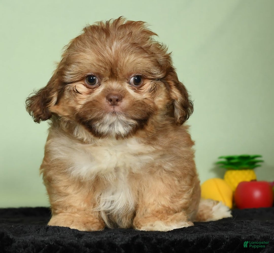 Shih Tzu dogs for sale: Marshall - Image 2