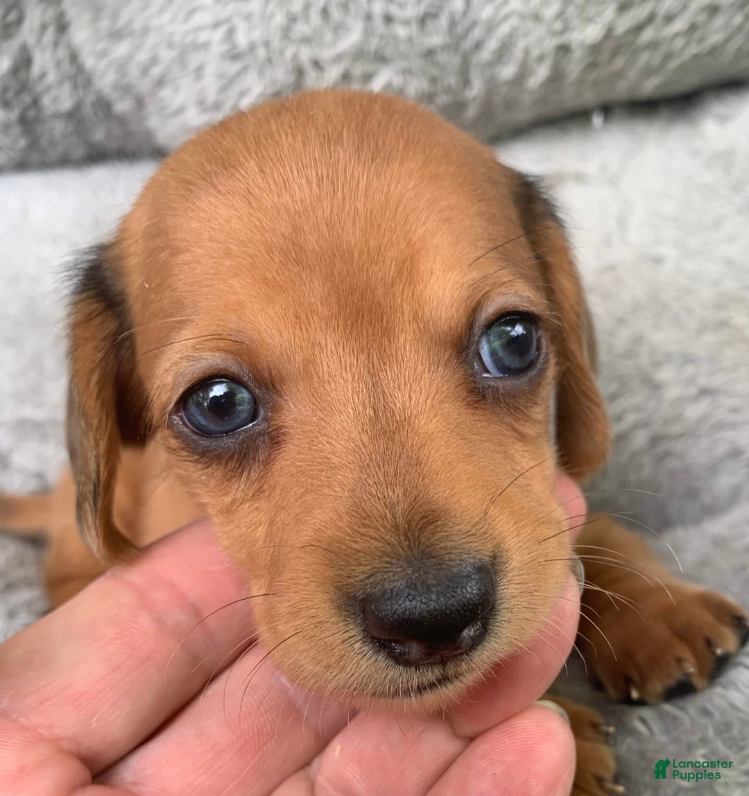 Miniature Dachshund dogs for sale: Baby Charlie - Image 6