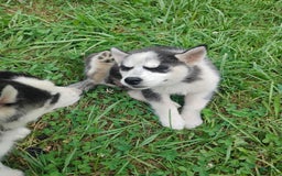 Siberian Husky dogs for sale: Mary - Image 19