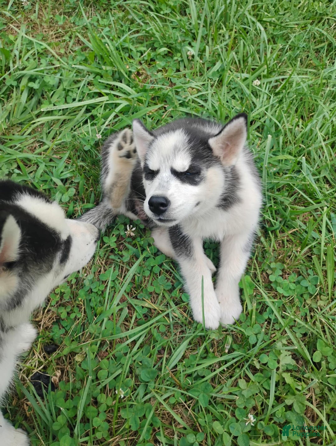 Siberian Husky dogs for sale: Mary - Image 19