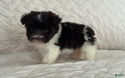 Miniature Schnauzer dogs for sale: Fancy Female 2 Akc Liver Parti - Image 8