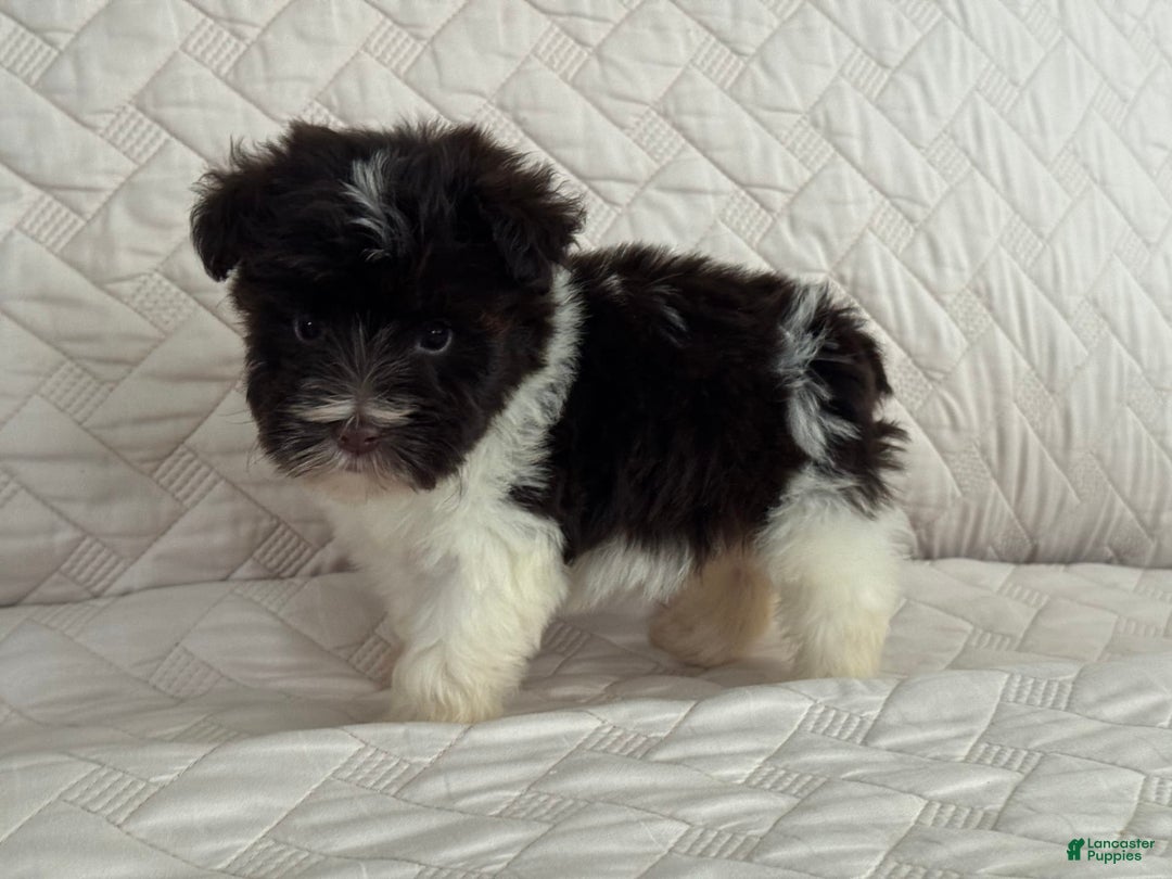 Miniature Schnauzer dogs for sale: Fancy Female 2 Akc Liver Parti - Image 8