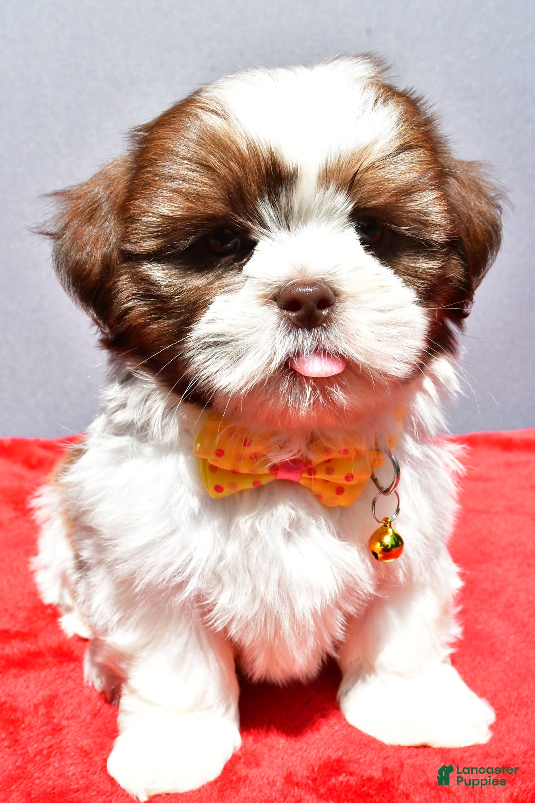 Shih Tzu dogs for sale: Jasper - Image 8