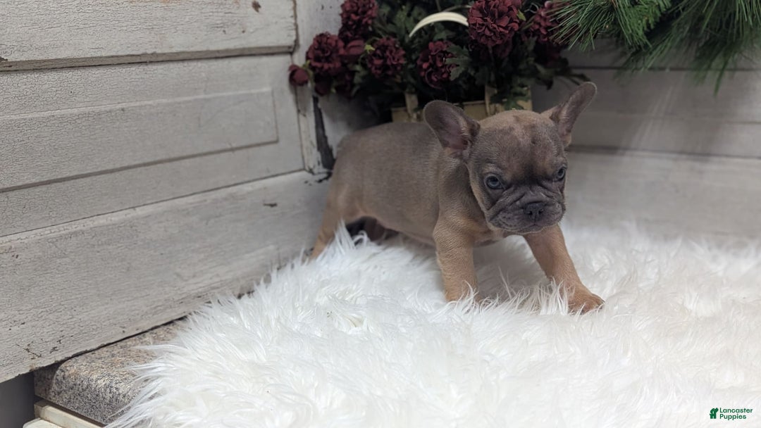 French Bulldog dogs for sale: French Bulldog 2 puppies - Image 13