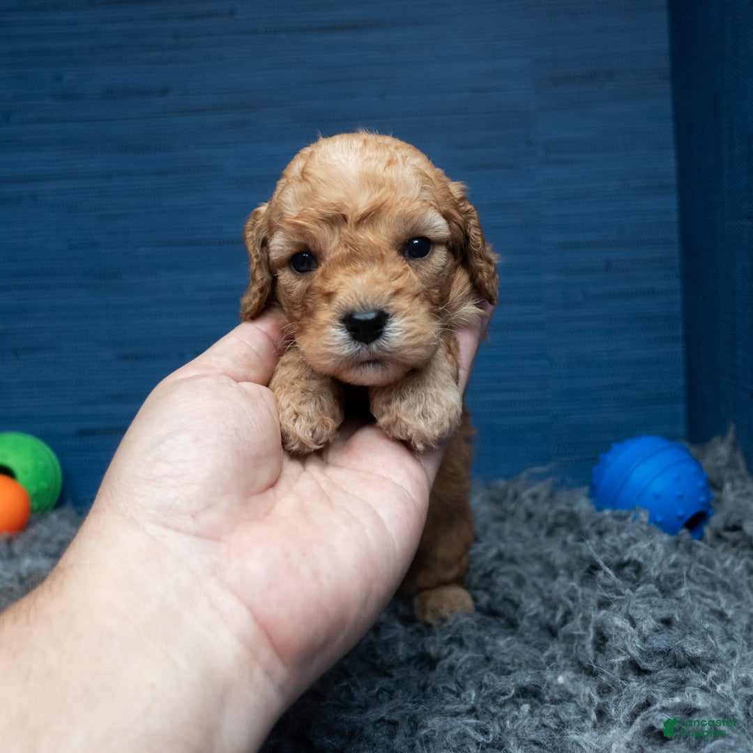 Cavapoo dogs for sale: Luke - Image 17
