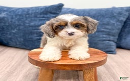 Cavapoo dogs for sale: Milo - Image 2