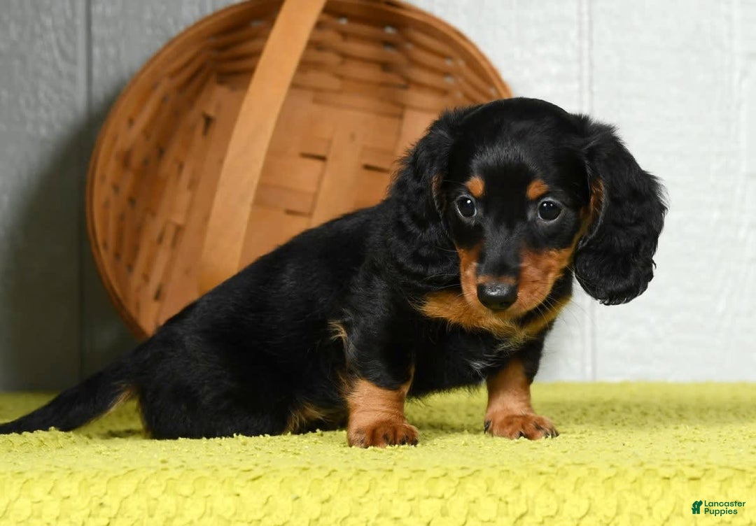 Miniature Dachshund dogs for sale: Sadie - Image 1