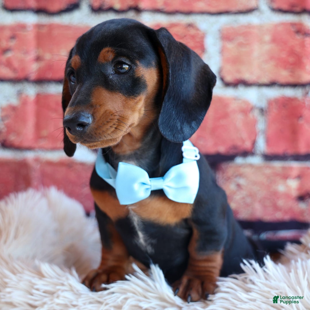 Miniature Dachshund dogs for sale: Sparky - Image 14