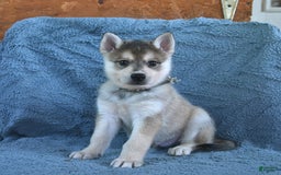 Alaskan Klee Kai dogs for sale: Timber - Image 3