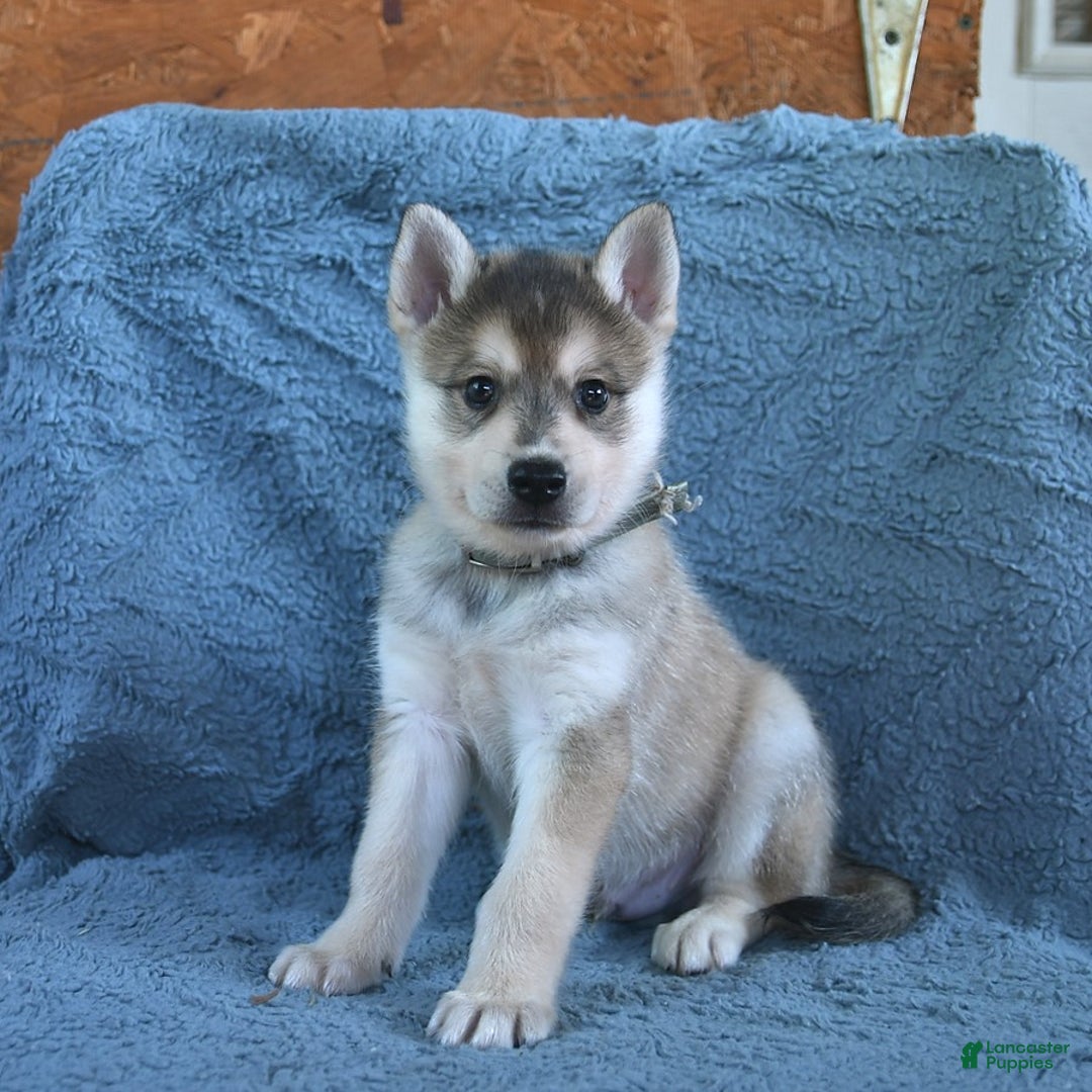 Alaskan Klee Kai dogs for sale: Timber - Image 3