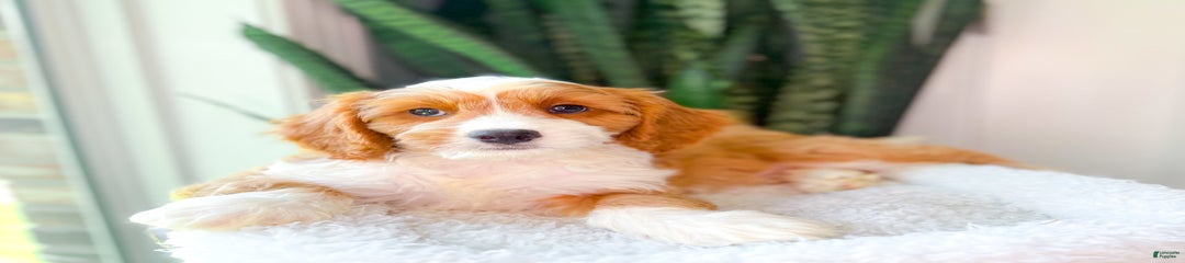 Yahtzee