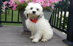Cockapoo dogs for sale: Boomer - Image 12