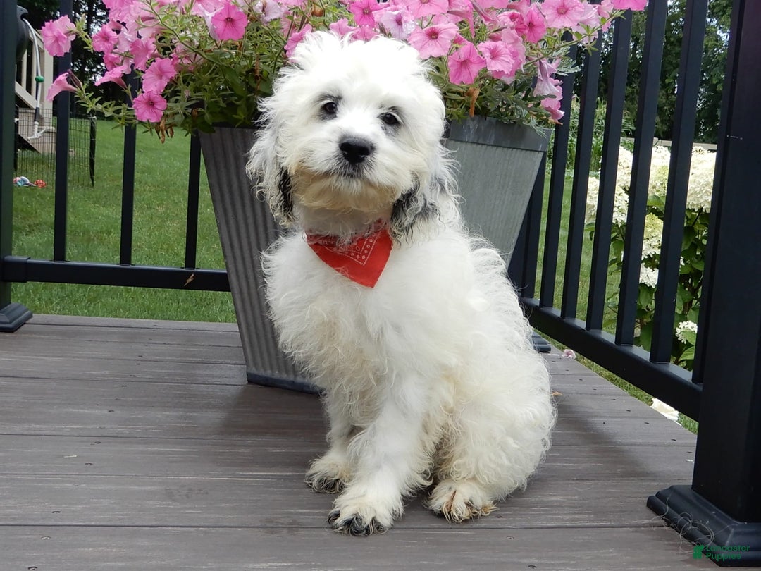 Cockapoo dogs for sale: Boomer - Image 12