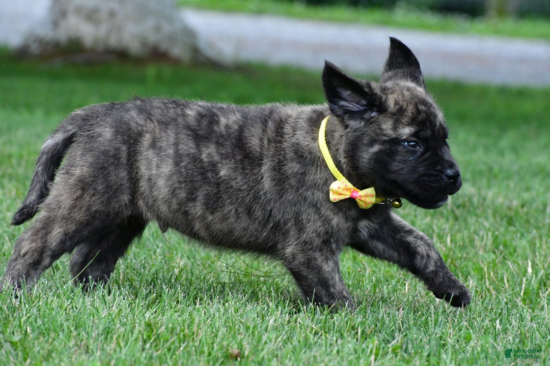 English Mastiff dogs for sale: Vance - Image 7