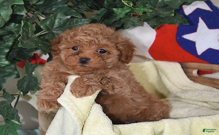 Miniature Poodle dogs for sale - Ad 2