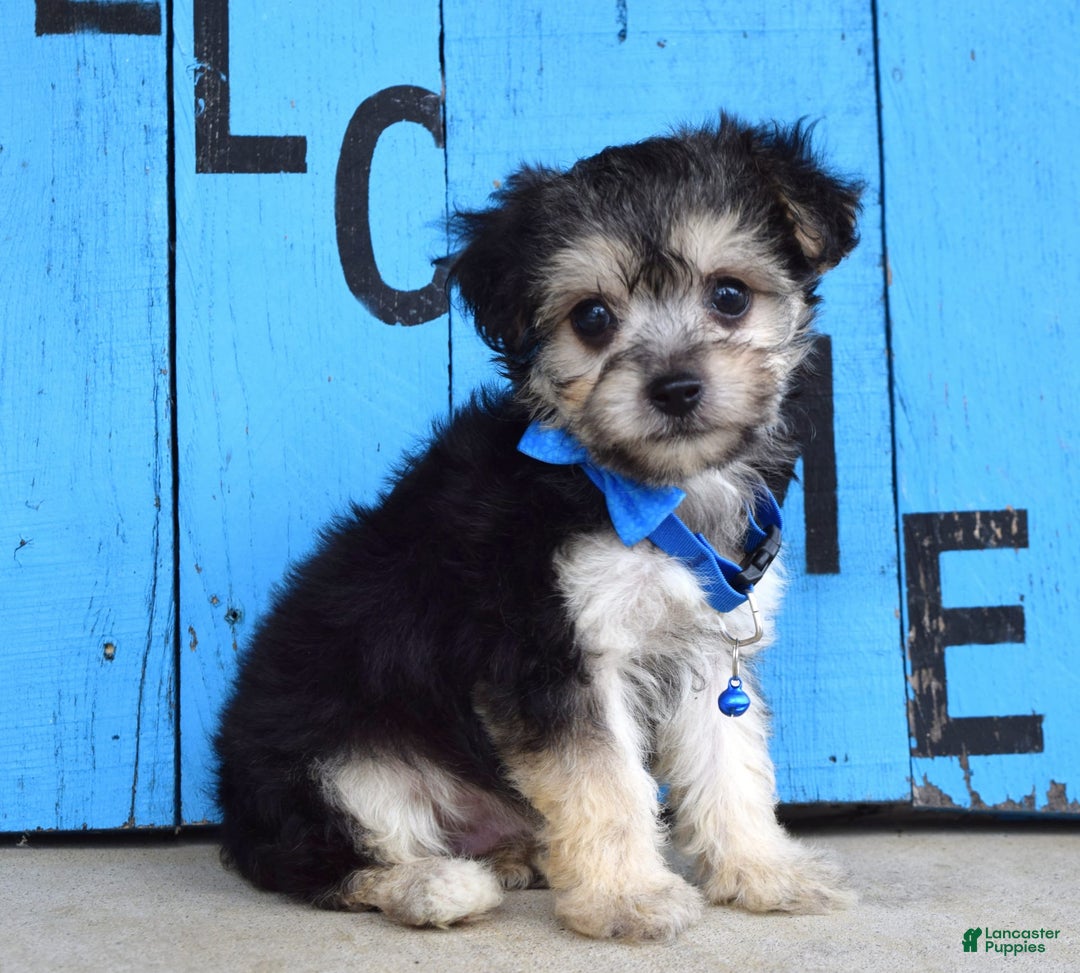 Morkie dogs for sale: Mason - Image 5