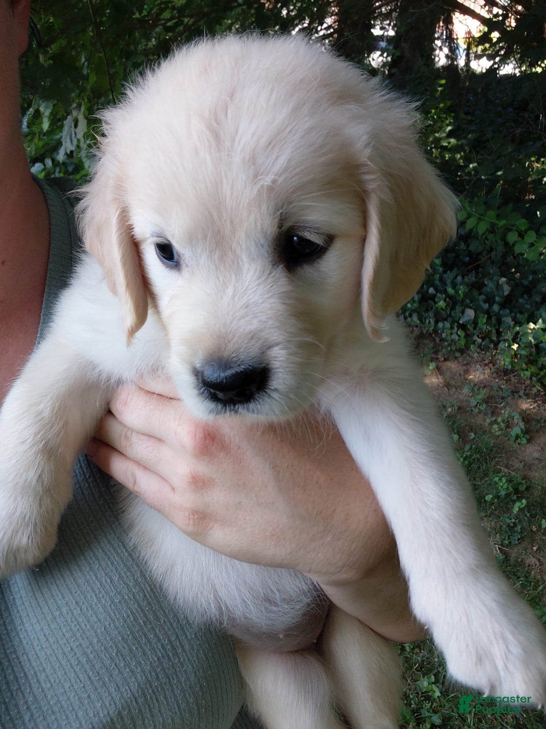Golden Retriever dogs for sale: Pixie - Image 24