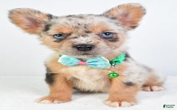 French Bulldog dogs for sale: Candy - Image 9