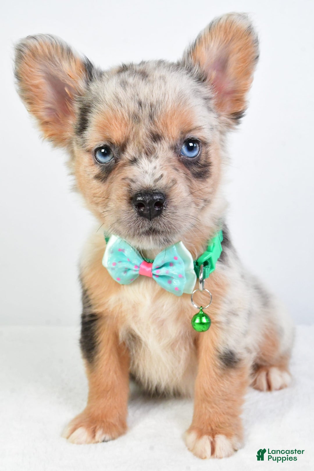 French Bulldog dogs for sale: Candy - Image 9