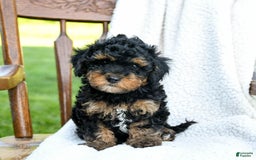Havapoo dogs for sale: Peanut - Image 4