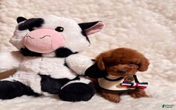 Toy Poodle dogs for sale: Peanut Teacup - Image 3