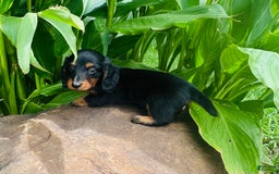 Miniature Dachshund dogs for sale: Piper - Image 3