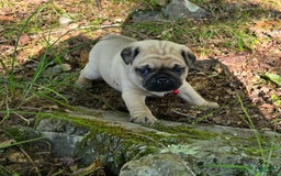 Pug dogs for sale: Don - Image 4