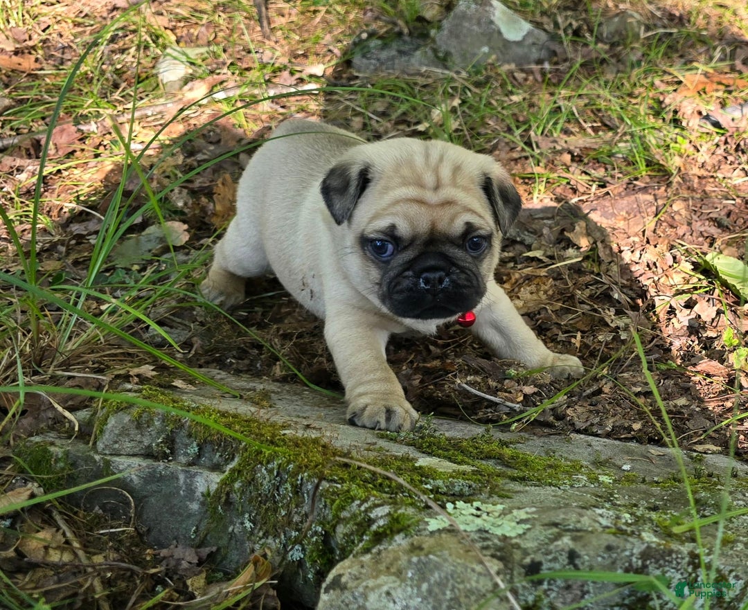 Pug dogs for sale: Don - Image 4